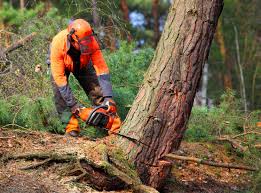 Professional Tree Care in Konterra, MD